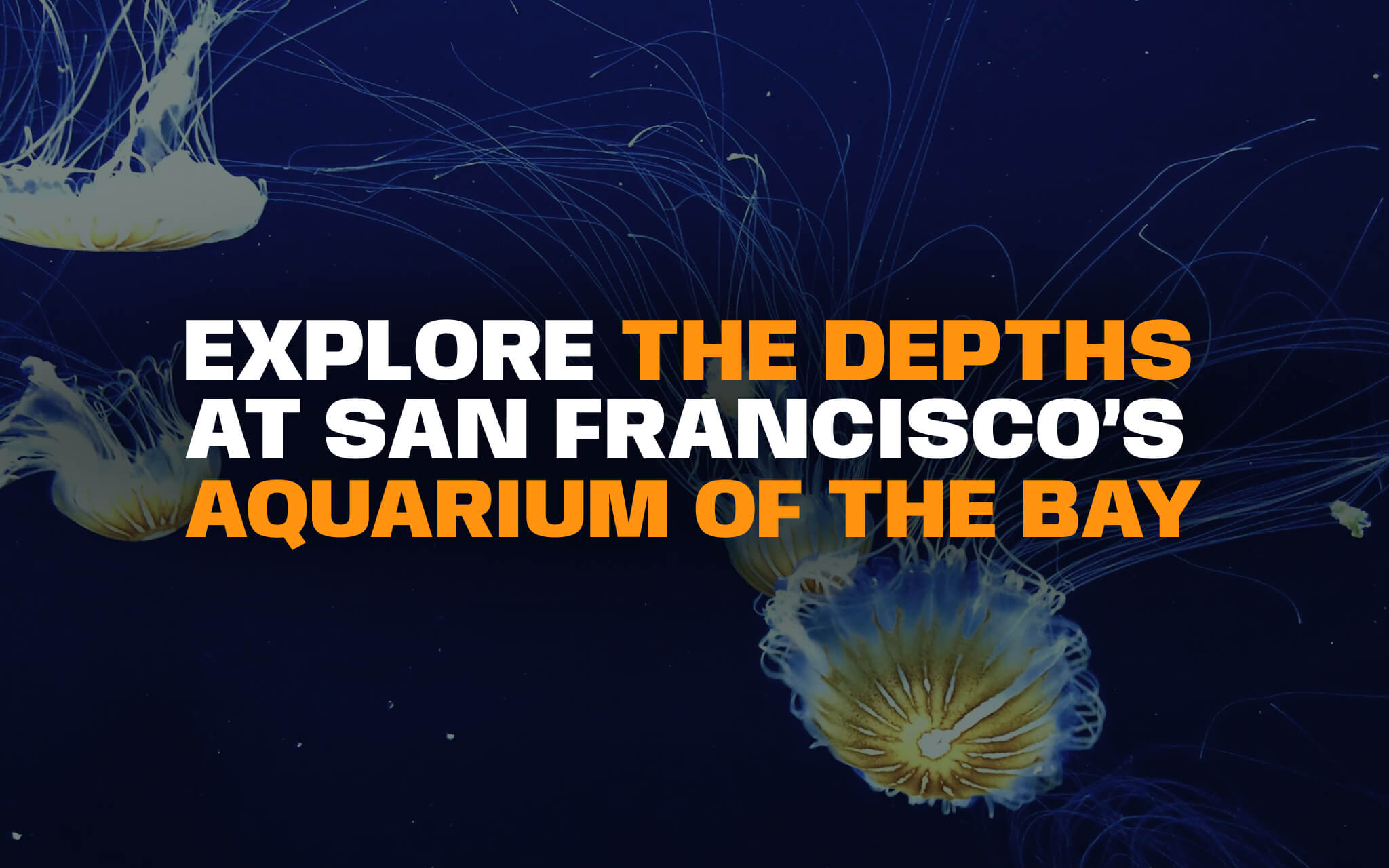 Aquarium of the Bay