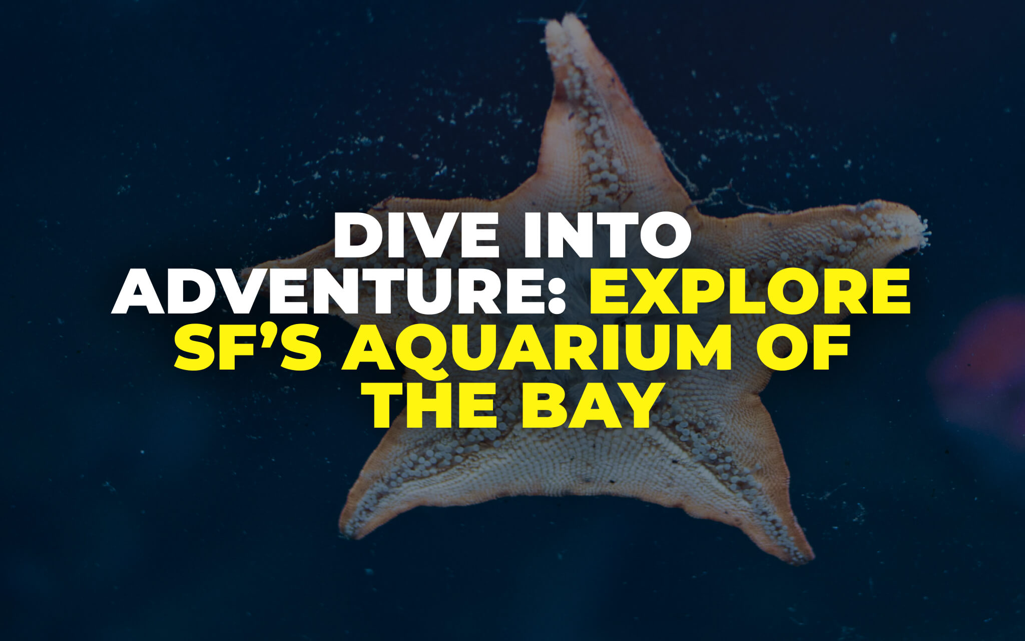 Aquarium of the Bay